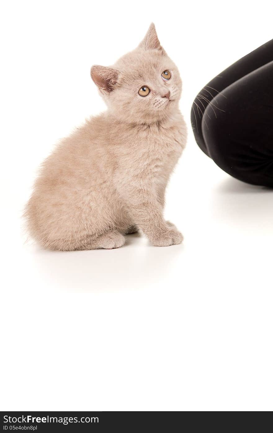 British kitten sitting and looking up