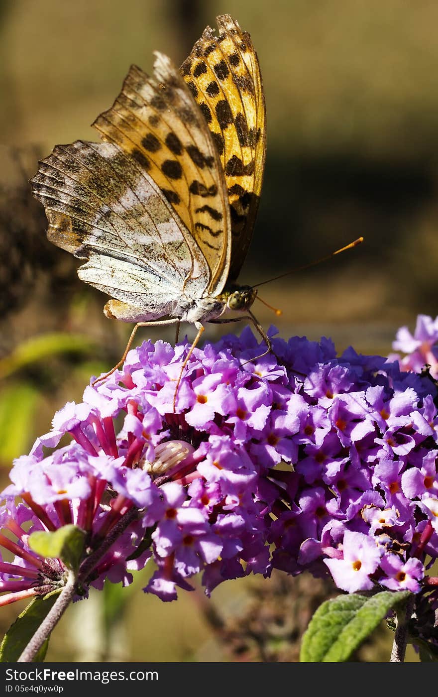 Butterfly On Flower