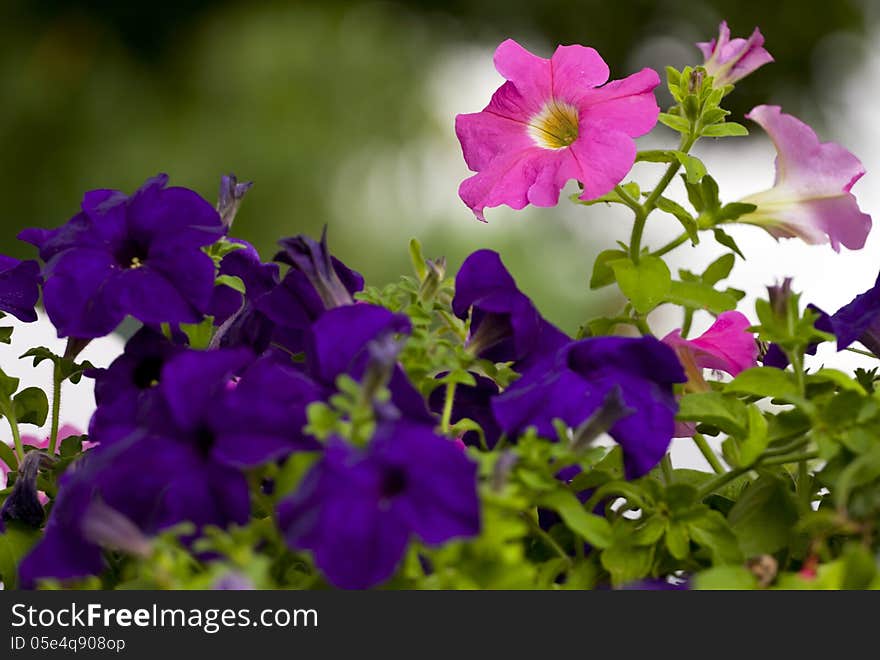 Purple and pink summer flowers.