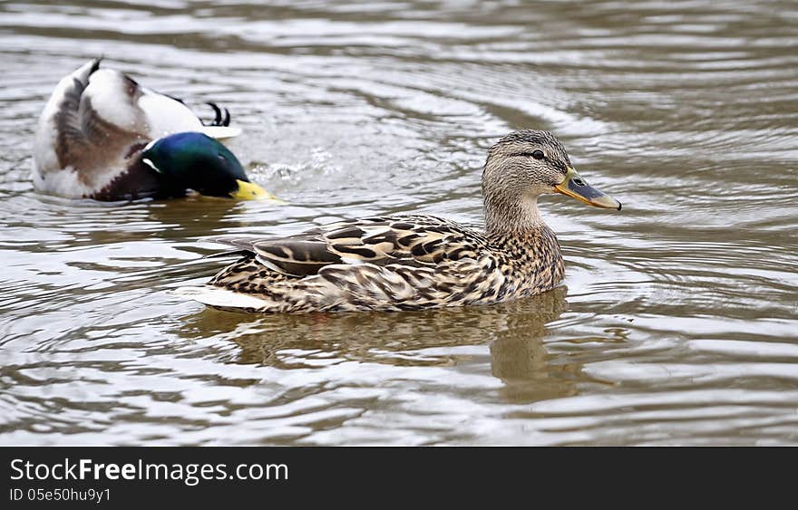 Mallard Ducks