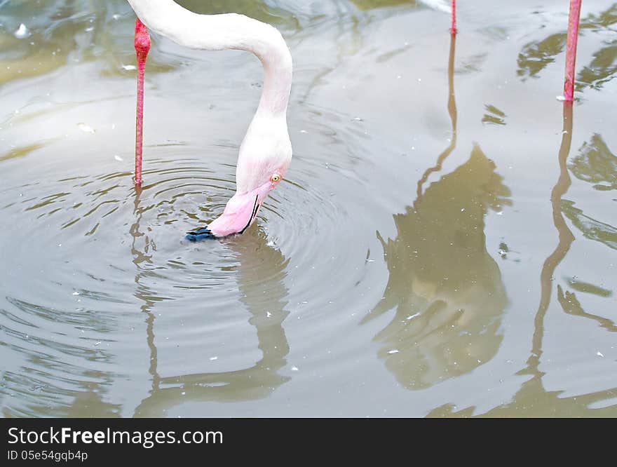 Pink Flamingoes stand in a pond. Pink Flamingoes stand in a pond