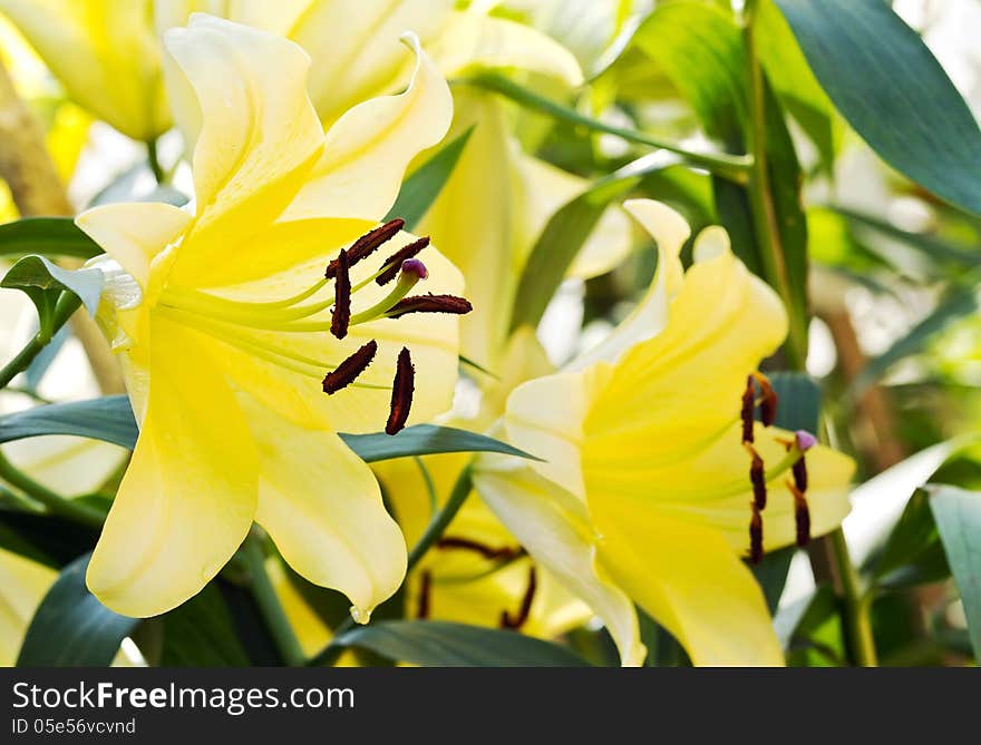 Yellow lily flower close up view blossom in the park. Yellow lily flower close up view blossom in the park