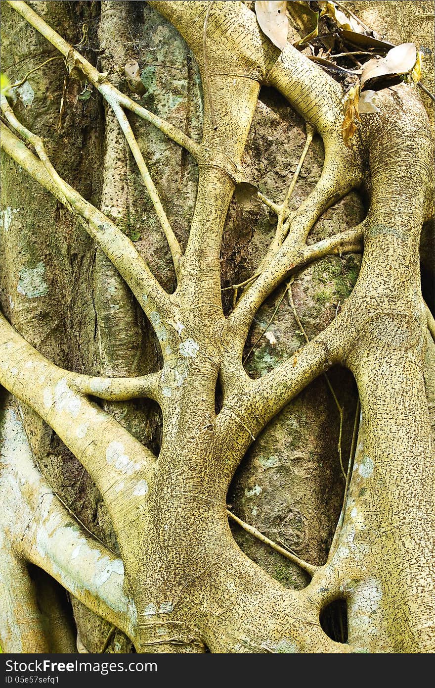 Tropical and strong tree roots in the forest close up view