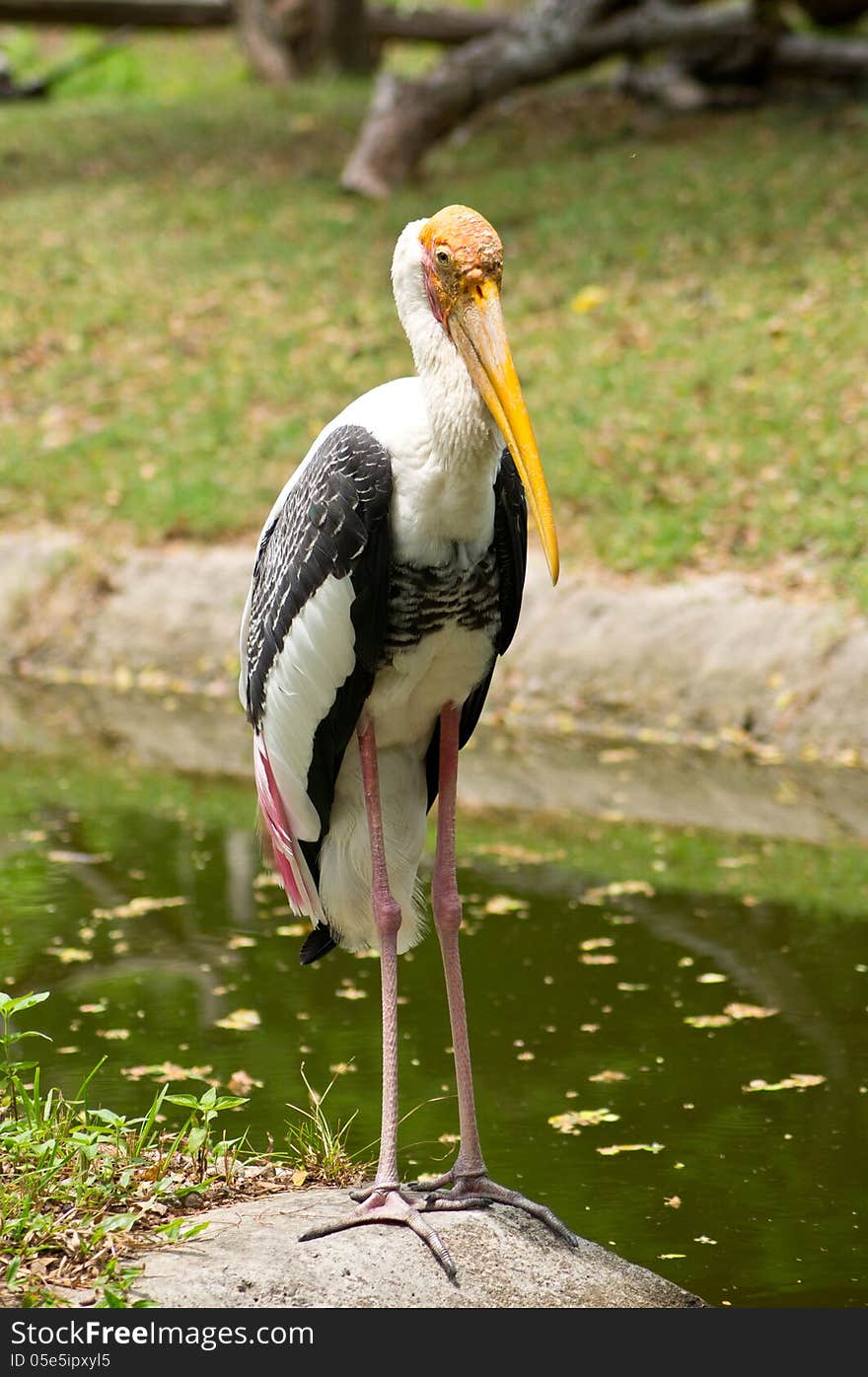 Beautiful bird in thailand forest