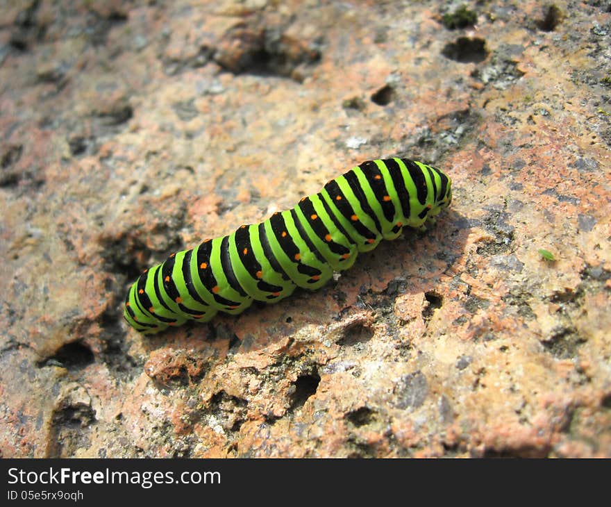 Image of caterpillar of the butterfly machaon on the stone. Image of caterpillar of the butterfly machaon on the stone