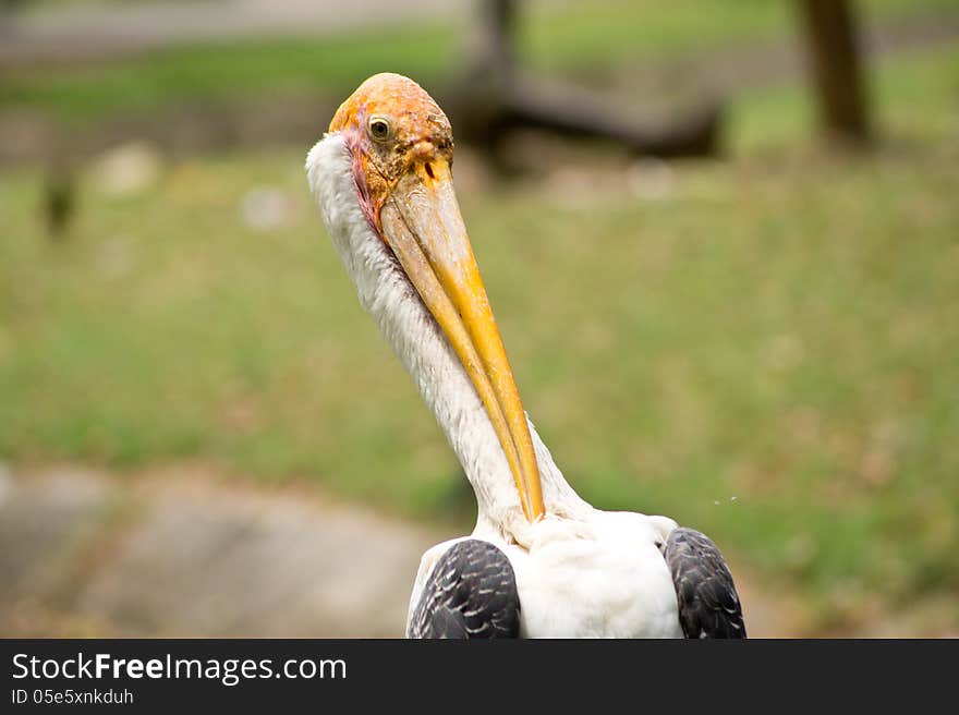 Beautiful bird in thailand forest