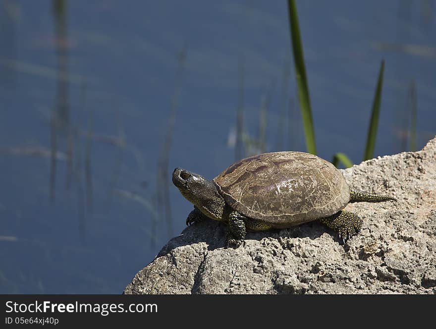 European Pond Turtle