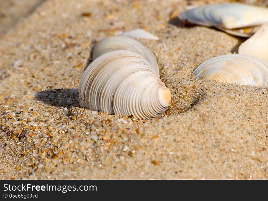 Cockle-shells in sand on a beach