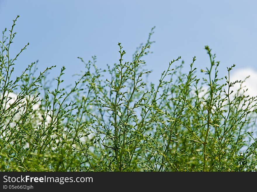 Green grass on a background of the blue sky