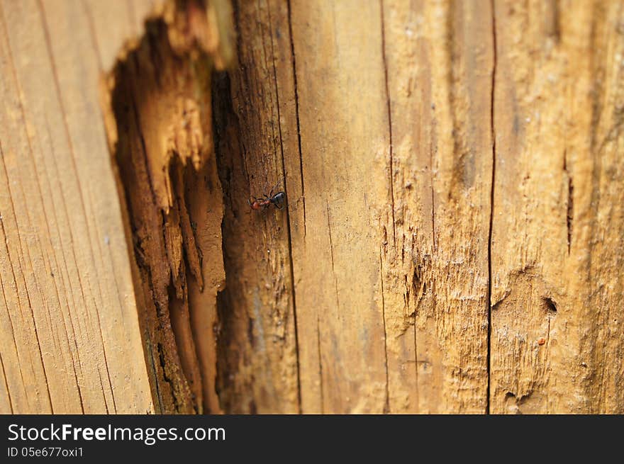 Single ant on a decaying tan tree stump background. Single ant on a decaying tan tree stump background.