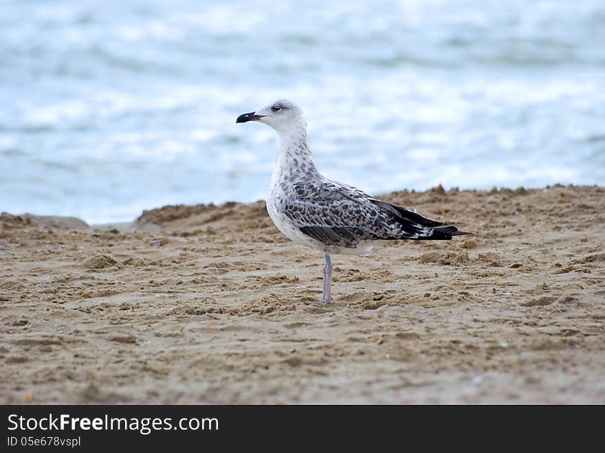 The seagull stands on sand on seacoast