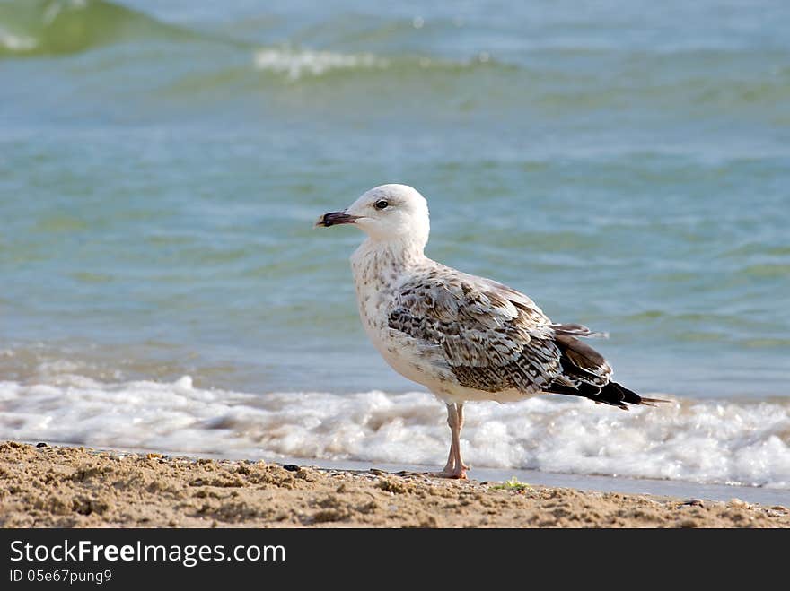 The seagull stands on sand on seacoast