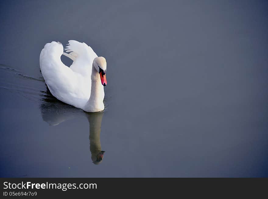 White swan