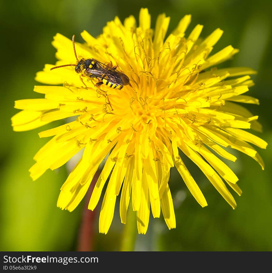 Bee collect nectar on dandelion flower. Bee collect nectar on dandelion flower
