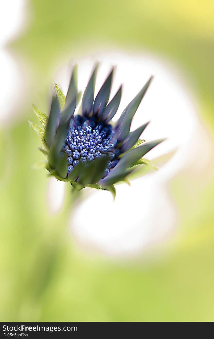 Purple flower with petals and green blurred background