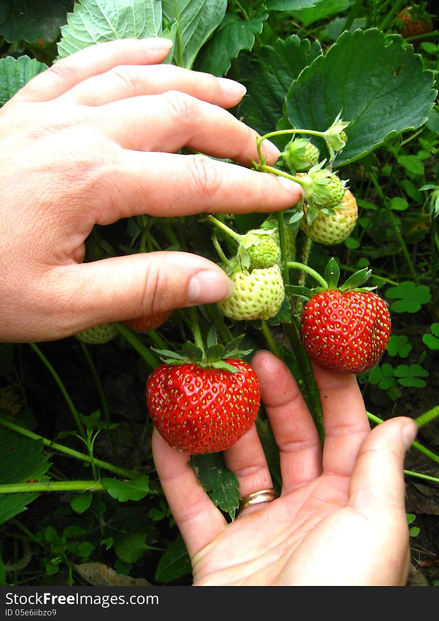 The image of palms collecting the strawberries. The image of palms collecting the strawberries