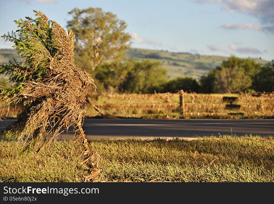 This photograph was taken only 2 days after the flooding in Queensland, Australia in January 2013. The photo was taken in the rural country town of Boonah, after the waters had gone down and shows where the water level went to by the dry leaves and grass covering one side of a young pine tree planted by the roadside. Also notice the young tree quite bent over and in the background the barbed wire roadside fencing has all grass and leaves caught up in the wire. This photograph was taken only 2 days after the flooding in Queensland, Australia in January 2013. The photo was taken in the rural country town of Boonah, after the waters had gone down and shows where the water level went to by the dry leaves and grass covering one side of a young pine tree planted by the roadside. Also notice the young tree quite bent over and in the background the barbed wire roadside fencing has all grass and leaves caught up in the wire.