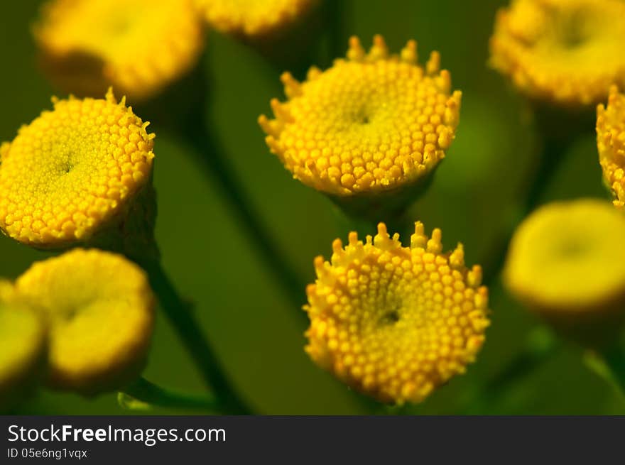 Yellow daisies without their petals on the background of green grass close-up. Yellow daisies without their petals on the background of green grass close-up