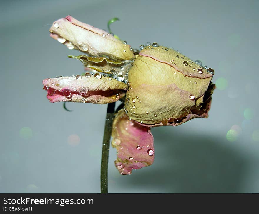 Dead pink rose with water drops. Dead pink rose with water drops