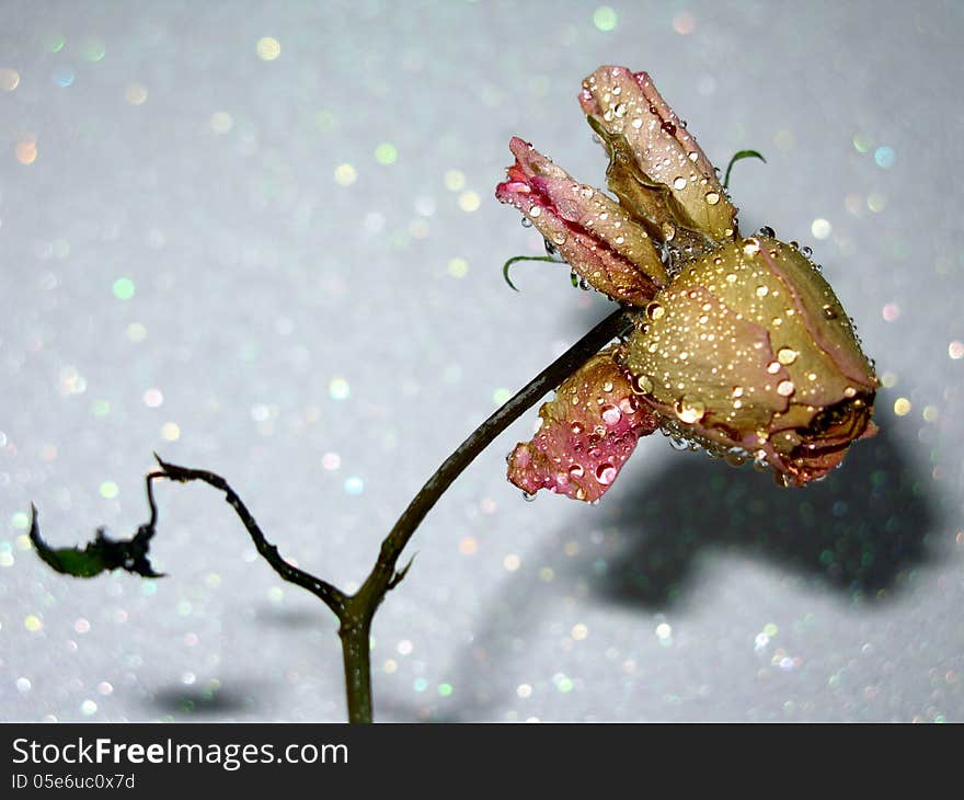 Sad dead pink rose with water drops. Sad dead pink rose with water drops