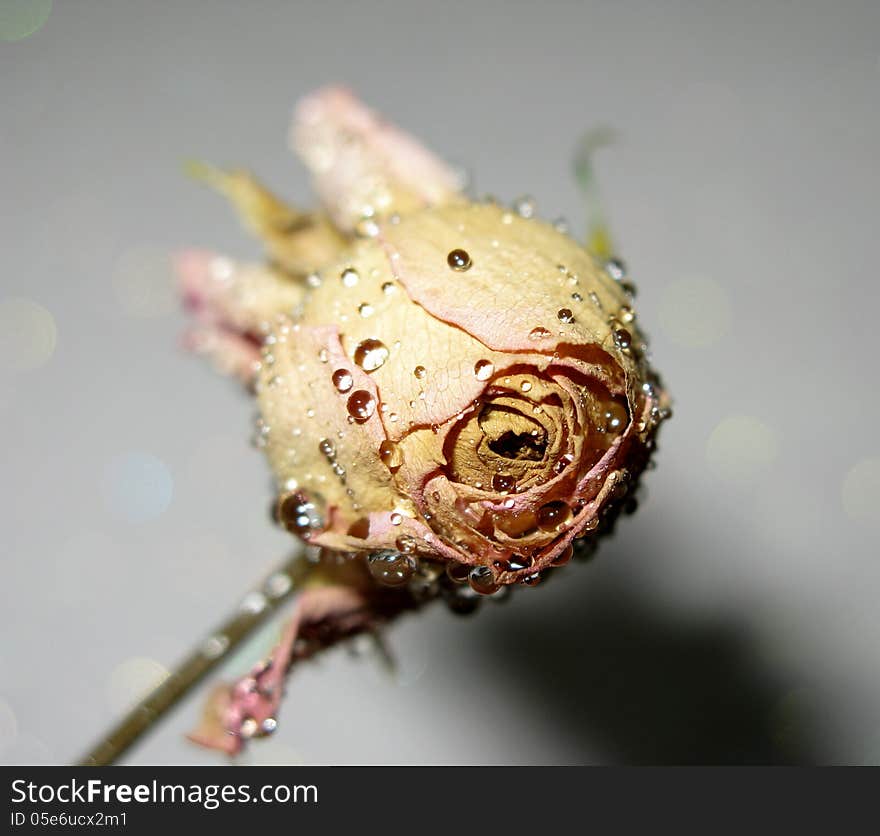 Dead pink faded rose with water drops. Dead pink faded rose with water drops