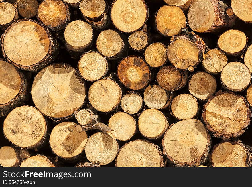 Sawn trunks of trees in the autumn sun, background, wood texture.