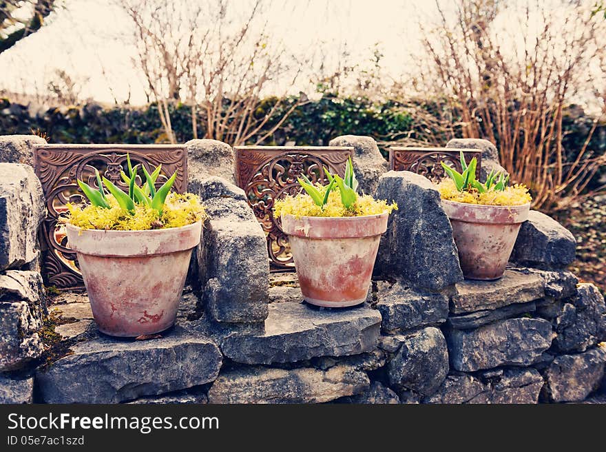 Pots in countryside, during spring, vintage style. Pots in countryside, during spring, vintage style