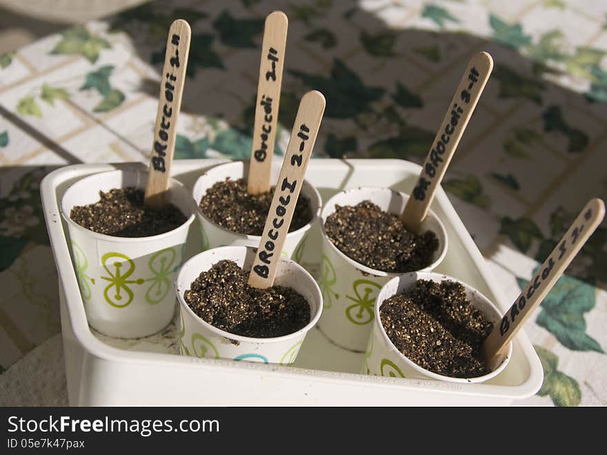 Dixie cups hold seeds and growing medium ready to beging the new growing season. Dixie cups hold seeds and growing medium ready to beging the new growing season