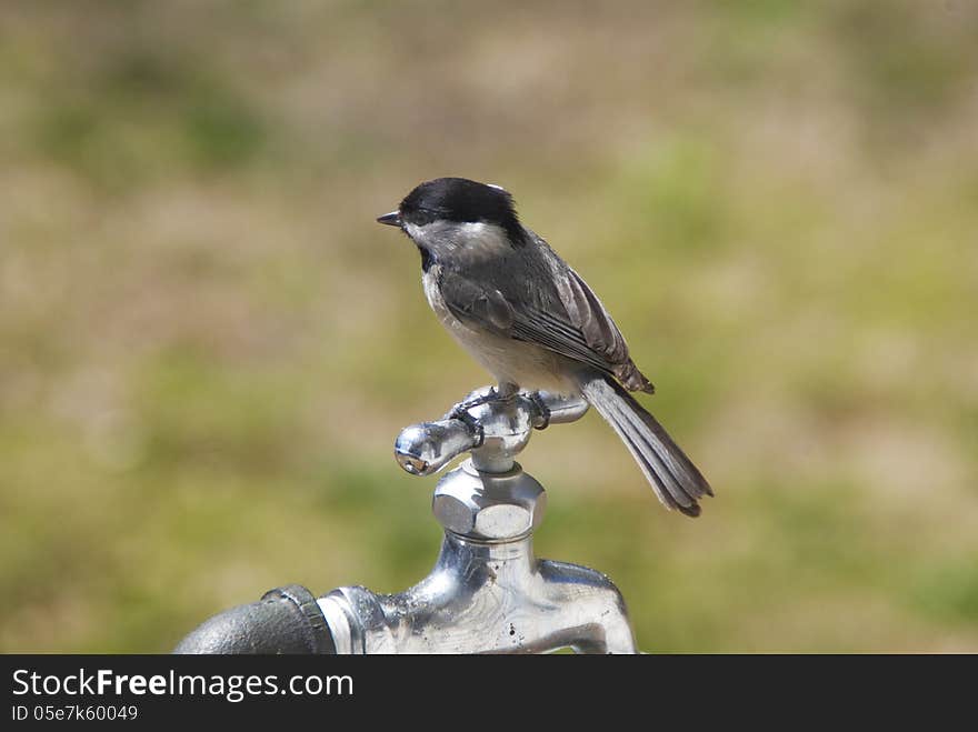 A Carolina Chickadee sits on a facuet waiting its turn at the feeder. A Carolina Chickadee sits on a facuet waiting its turn at the feeder.