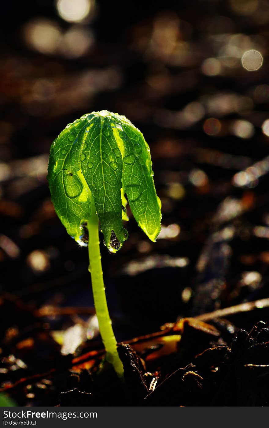 New plant shoot out of ground with dew droplets. New plant shoot out of ground with dew droplets