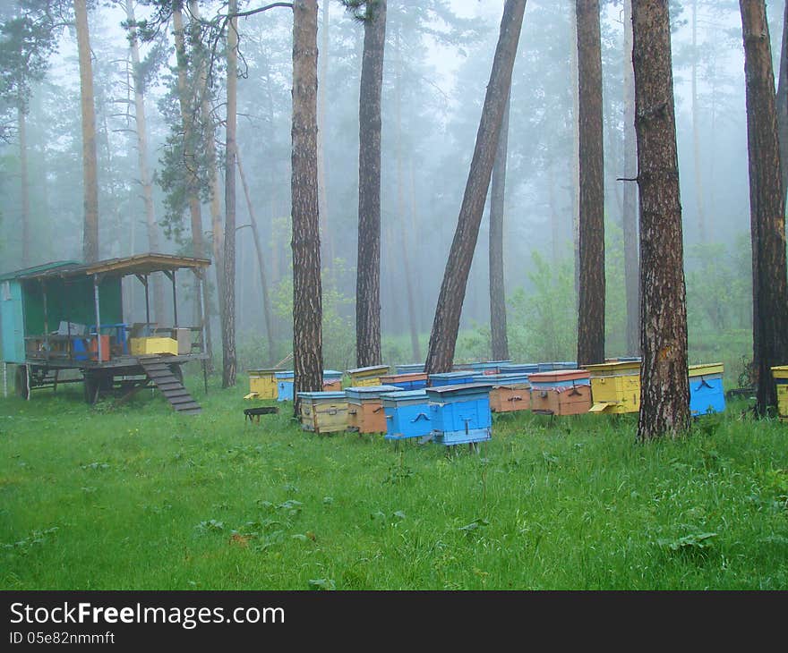 Apiary in the forest