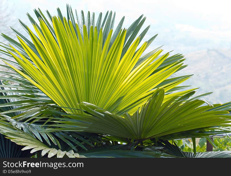 Close up of group green palm leaves on nature background. Close up of group green palm leaves on nature background