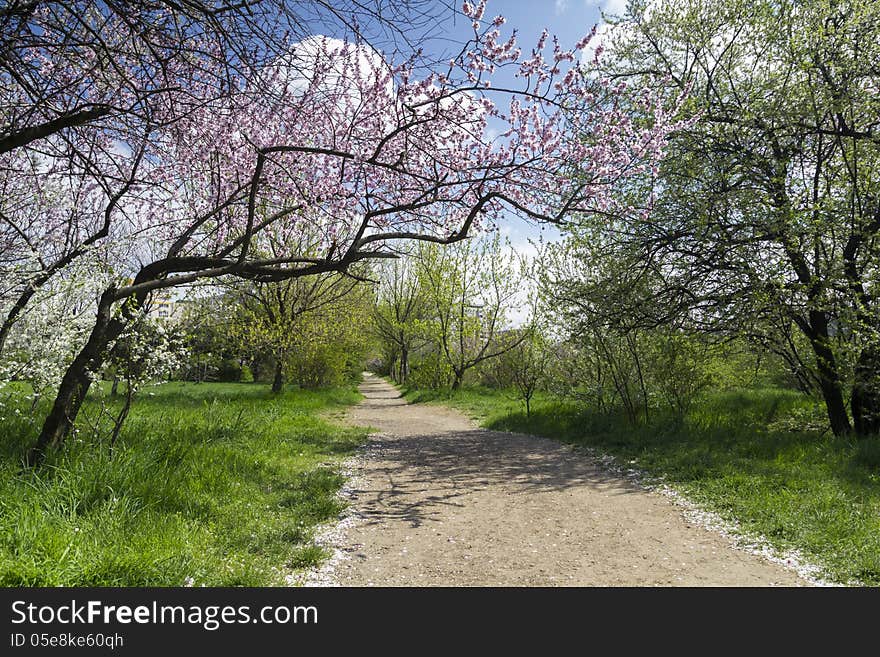 Alley between trees in the park. Alley between trees in the park