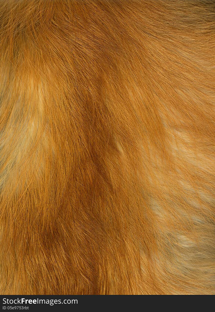 Close up of fox fur