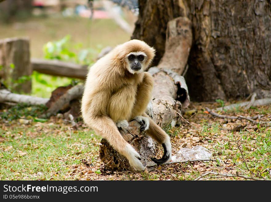 Cute gibbon at Khao Khew Open zoo Thailand