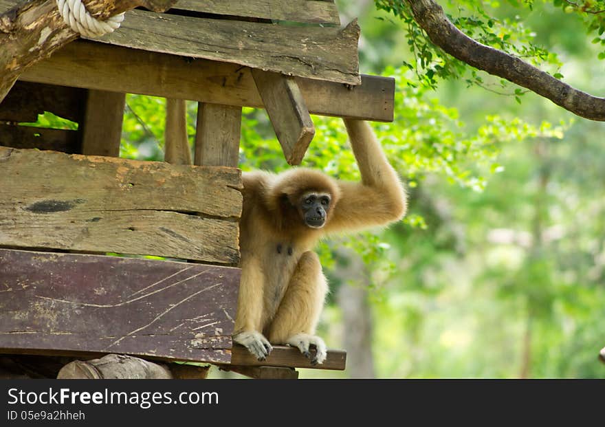 Cute gibbon at Khao Khew Open zoo Thailand