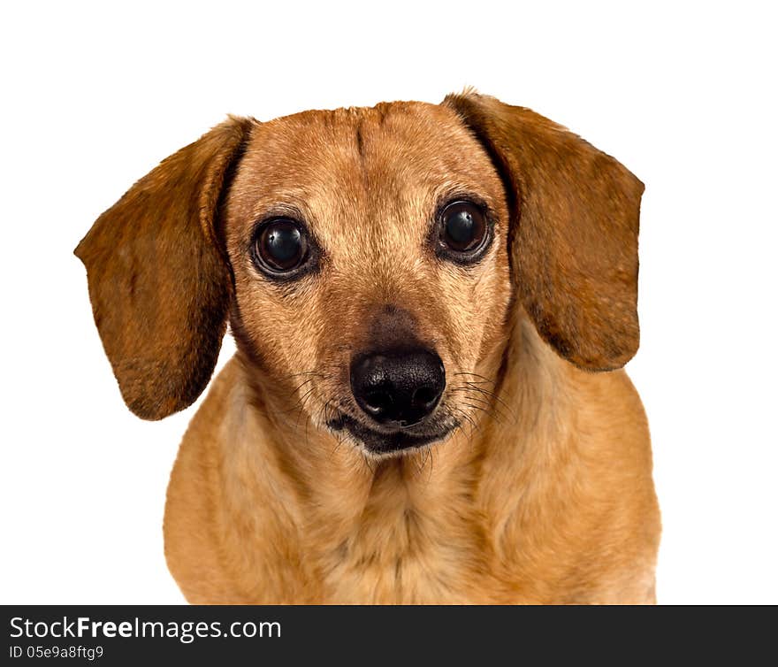 Cute little dog looking right at you and probably wondering what you are thinking. Close up shot and isolated on a white background. Cute little dog looking right at you and probably wondering what you are thinking. Close up shot and isolated on a white background.