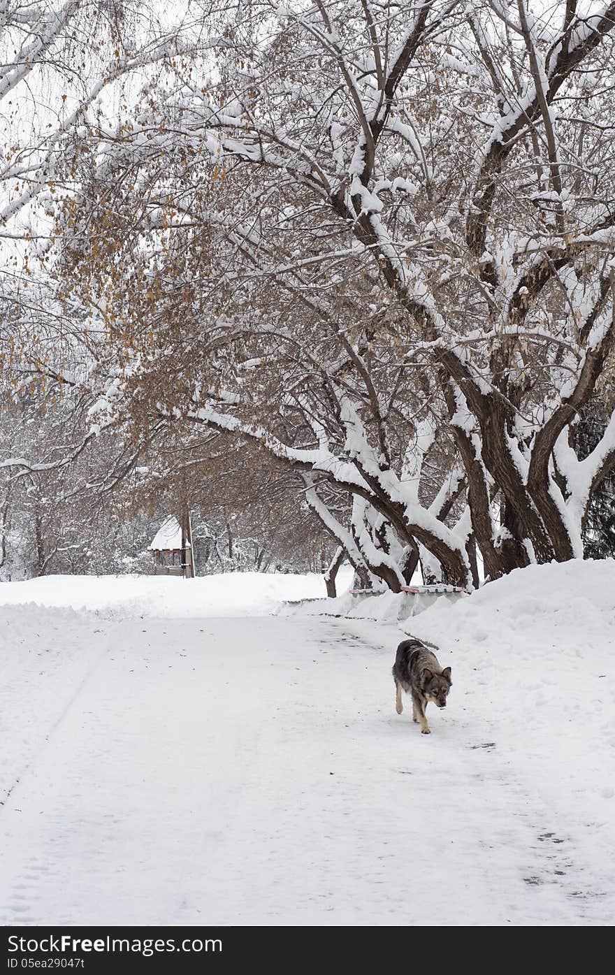 Dog In Winter Alley.