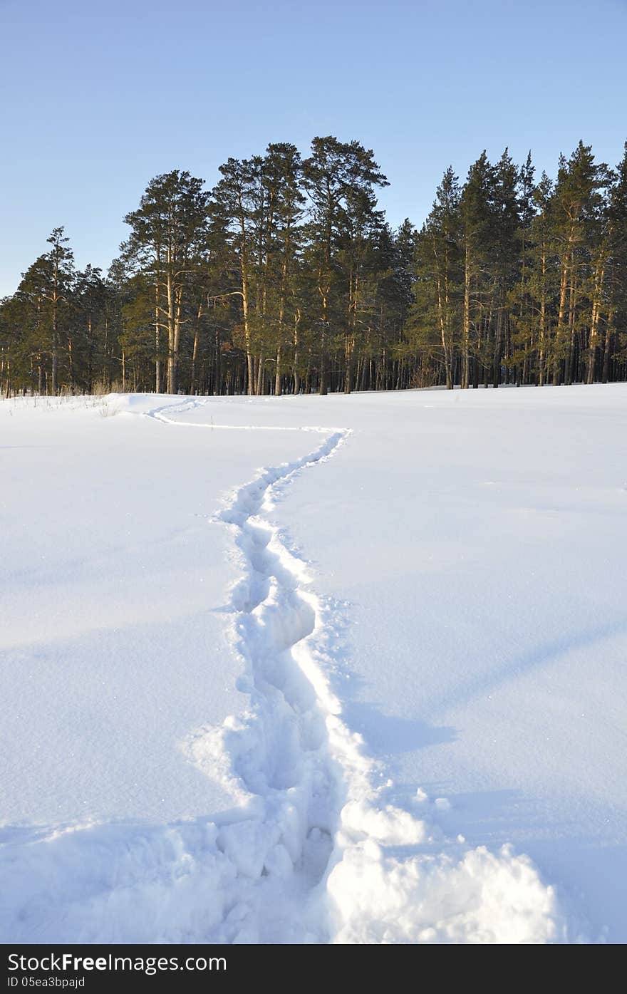 Footprints in the snow leading to the forest. Footprints in the snow leading to the forest.