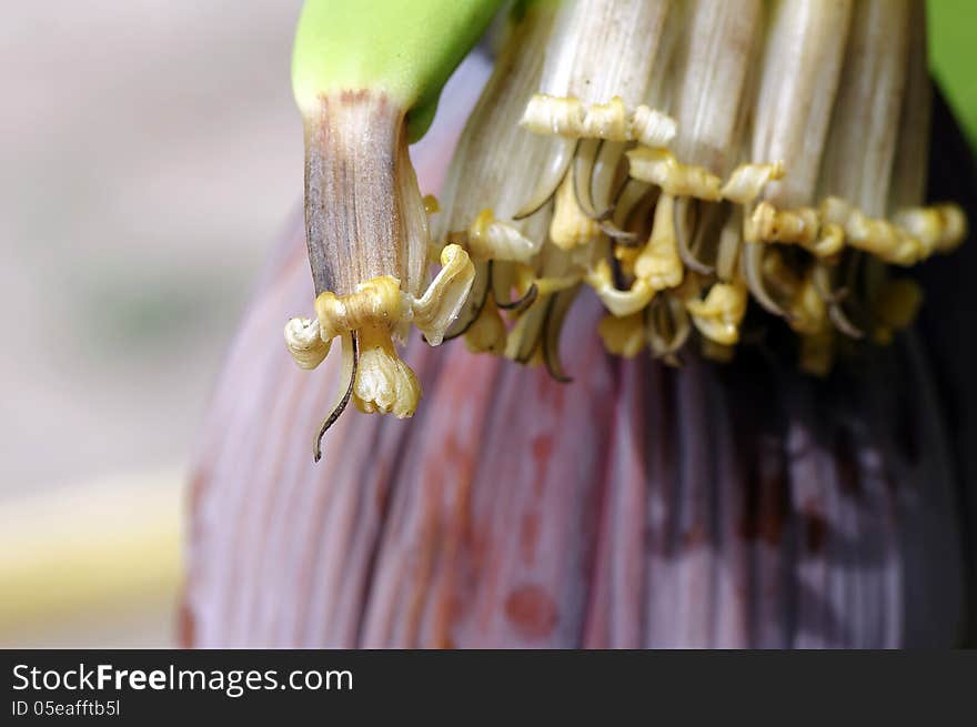 Banana flower