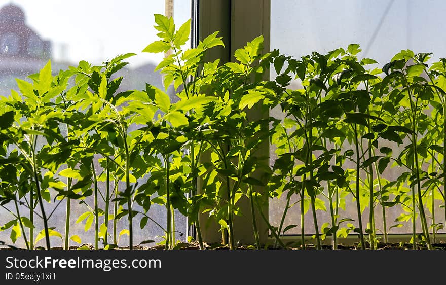 Tomato seedlings