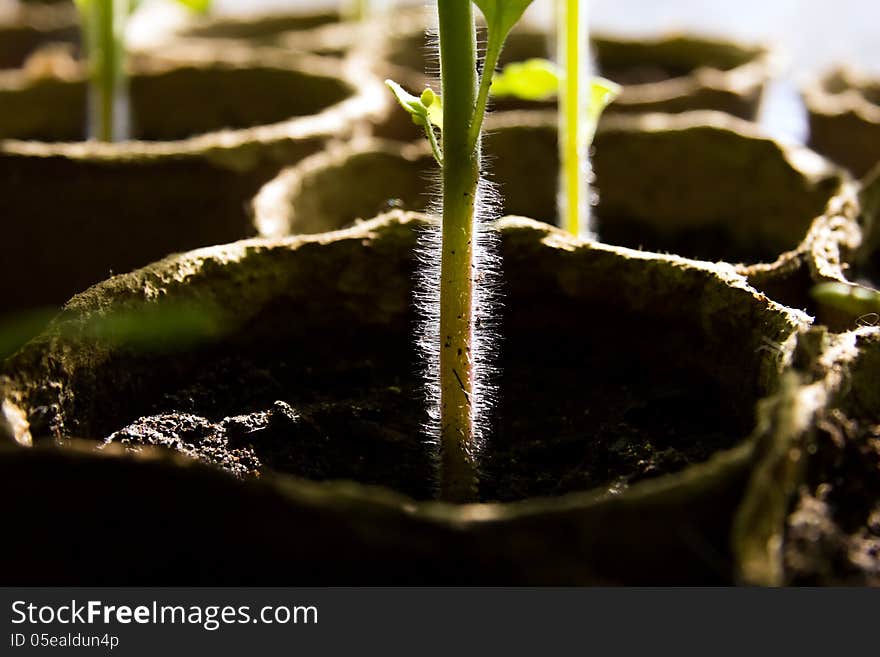 Seedlings