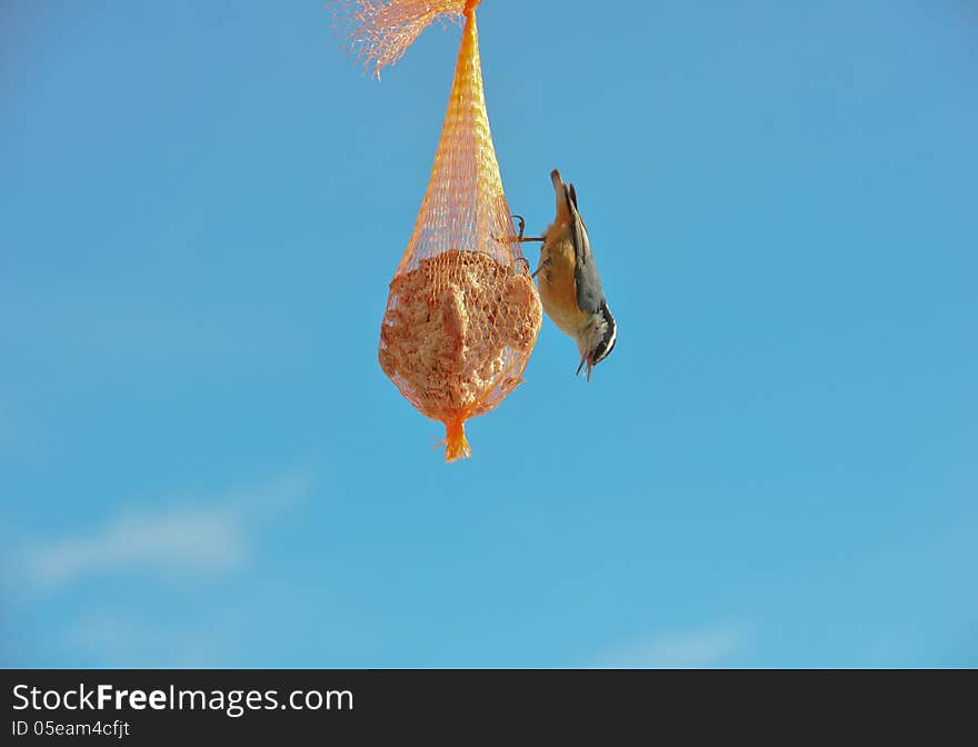 Up-side-down Red-breasted Nuthatch on suet feeder against blue sky. Up-side-down Red-breasted Nuthatch on suet feeder against blue sky.