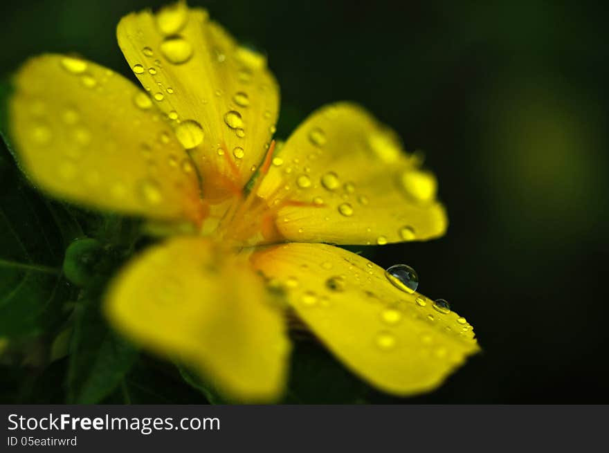 Water drops on flower