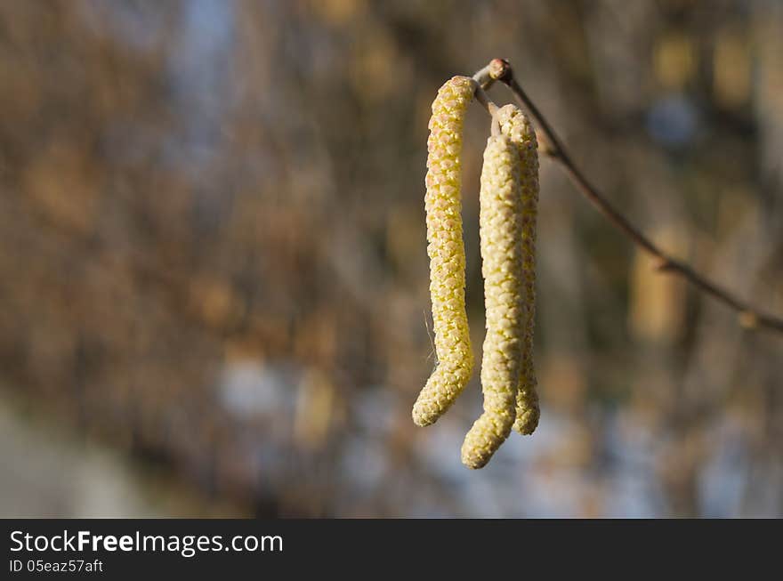 Birch Tree Blossom In Spring