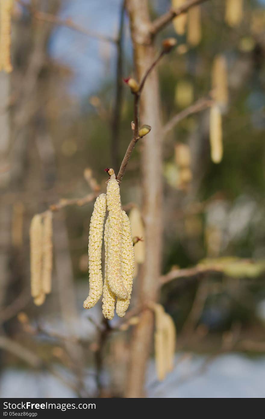 Close shot of birch tree blossom in spring