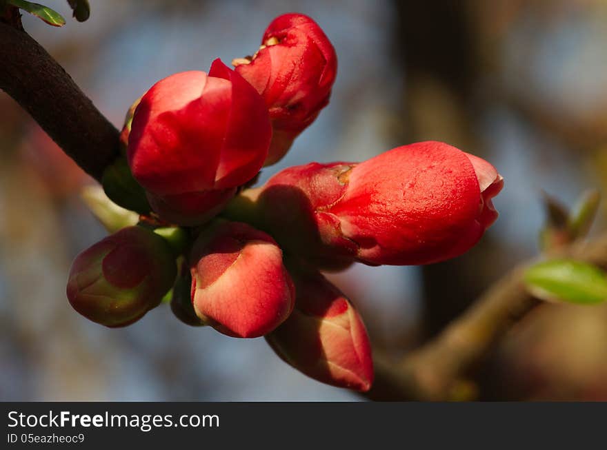 Ready to blossom buds of tree flowers in spring, close up