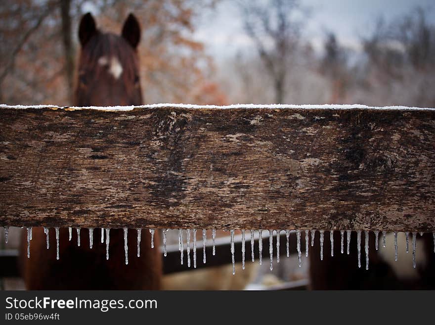 Icicles line a rustic wooden fence corraling a horse. Icicles line a rustic wooden fence corraling a horse