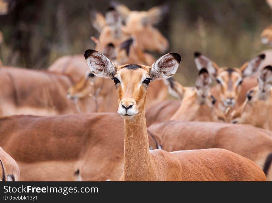 Impala on the lookout