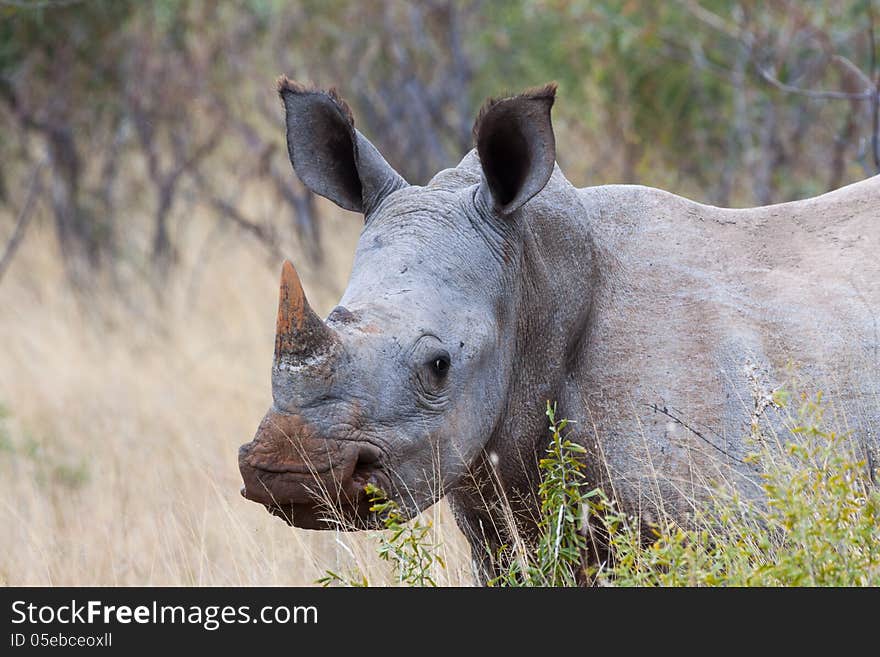 A Juvenile White Rhino in Marakele NP, South Africa. A Juvenile White Rhino in Marakele NP, South Africa